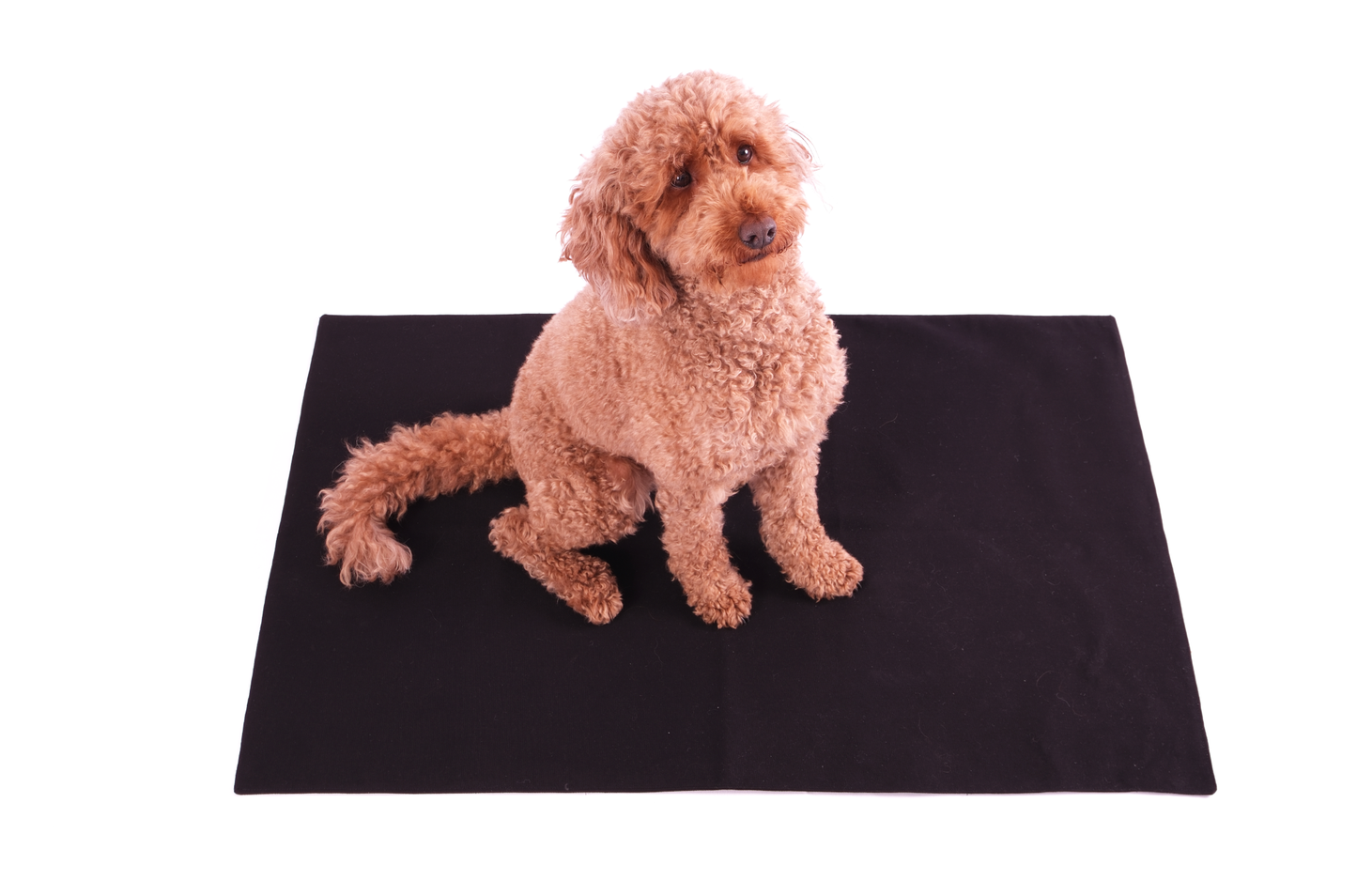 Hundedecke Paul