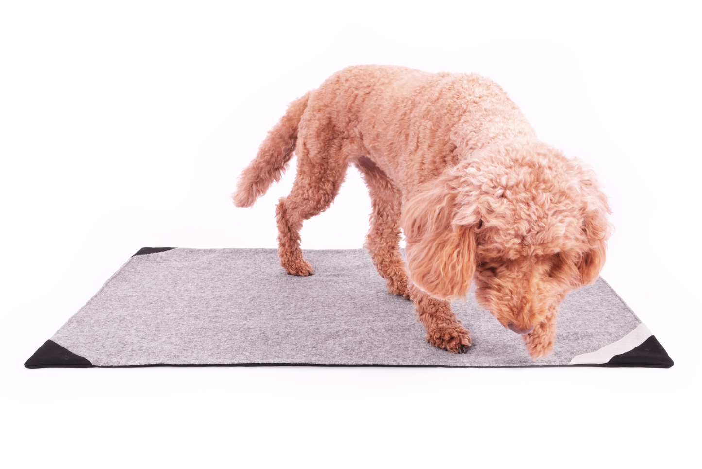Hundedecke Anton
